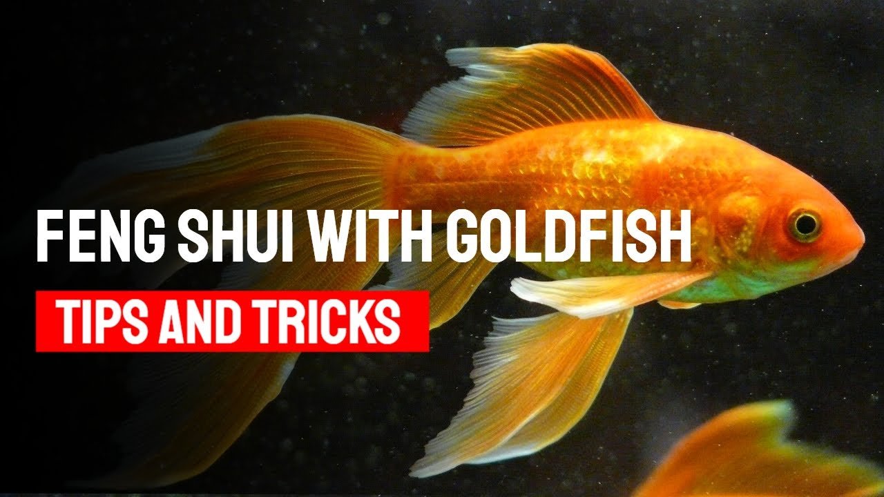 How To Use Feng Shui Goldfish Tips And Tricks